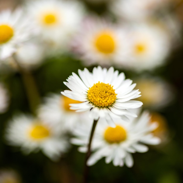 Close de um íon de margarida em um dia de primavera