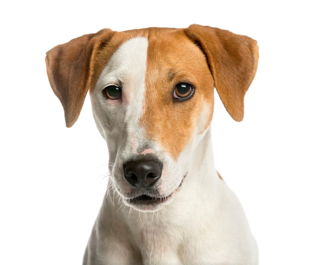 Close de um jack russell terrier em frente a uma parede branca