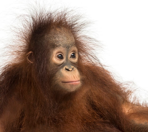 Close de um jovem orangotango de Bornéu, olhando para longe, Pongo pygmaeus, 18 meses, isolado no branco