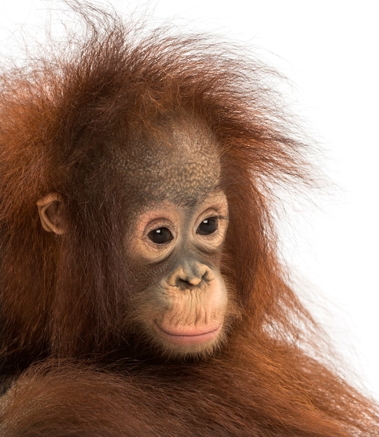 Close de um jovem orangotango pensativo de Bornéu, Pongo pygmaeus, de 18 meses, isolado no branco