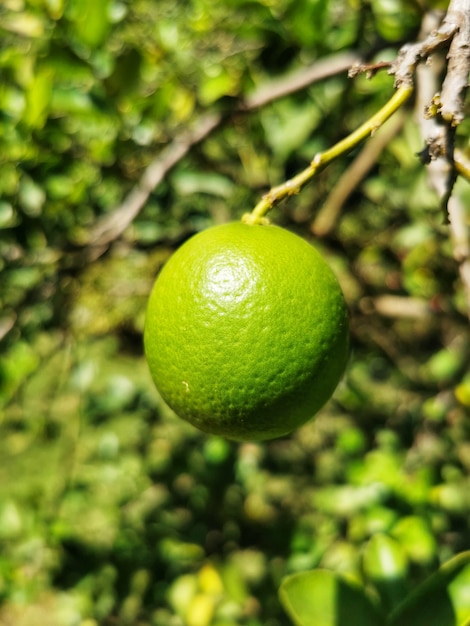 Close de um limão pendurado na árvore.