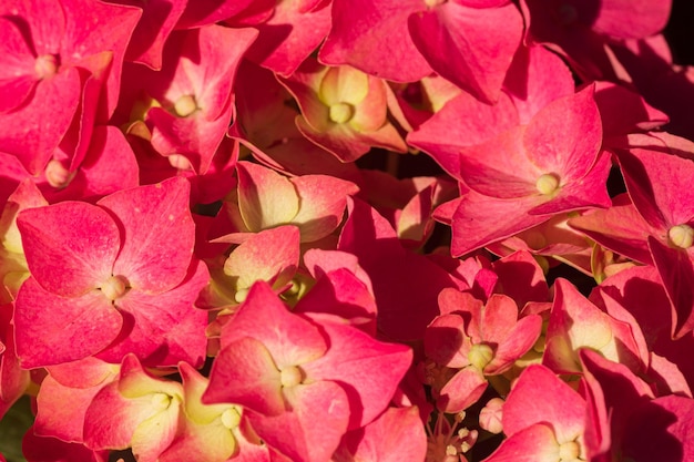 Close de um lindo buquê de flores de hortênsia, hortênsia rosa