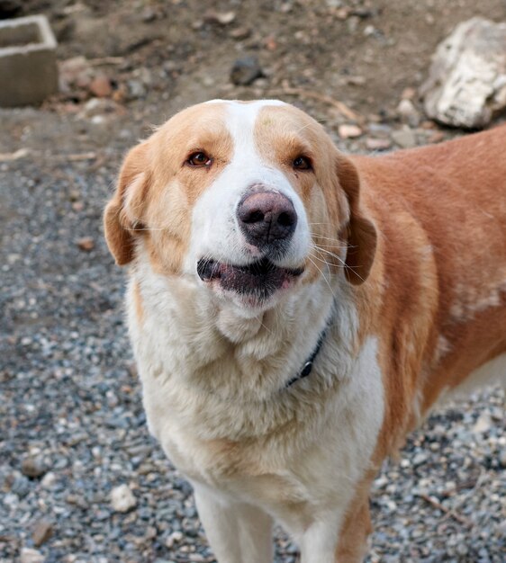 Close de um lindo cachorro Golden retriever