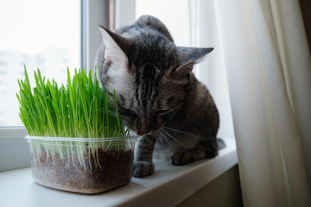 Close de um lindo gato cinza comendo grama verde fresca