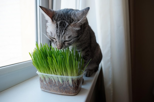 Close de um lindo gato cinza comendo grama verde fresca