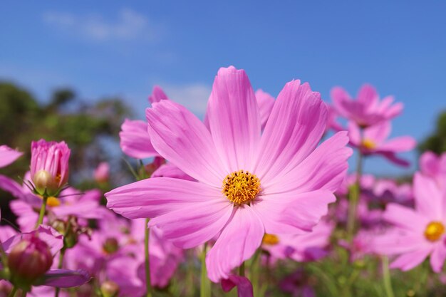 Close de um lindo jardim cosmos no campo com o céu azul em segundo plano