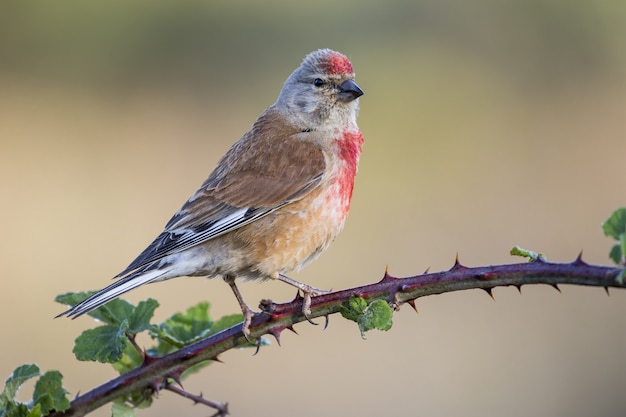 Close de um linnet comum em um galho sob a luz do sol com um fundo desfocado