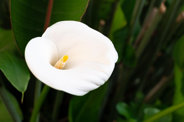 Close de um lírio de calla Zantedeschia aethiopica