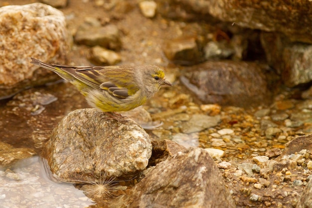 Foto close de um pássaro carduelis fofo em uma pedra procurando água para beber
