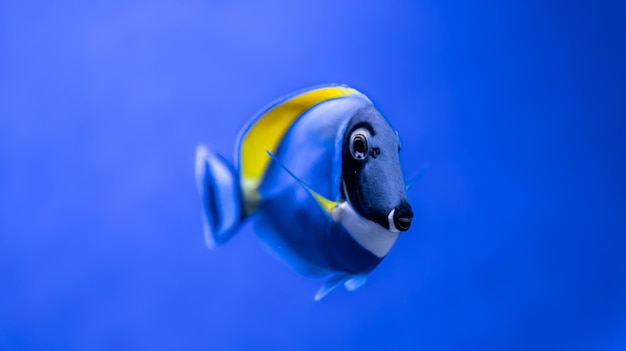 Close de um peixe azul com um amarelo em um aquário