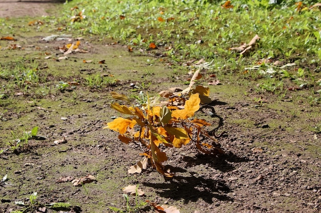 close de um pequeno galho de carvalho velho com folhas marrons no parque