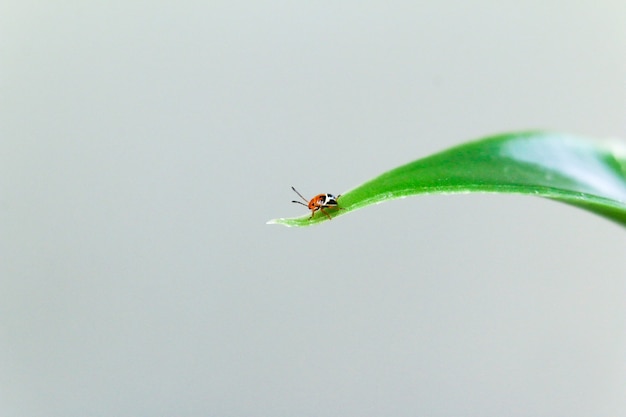 Close de um pequeno inseto na folha verde