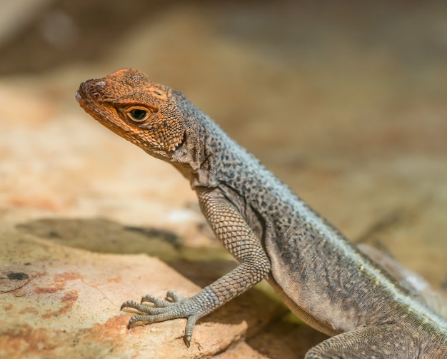 Close de um pequeno lagarto de lava de galápago