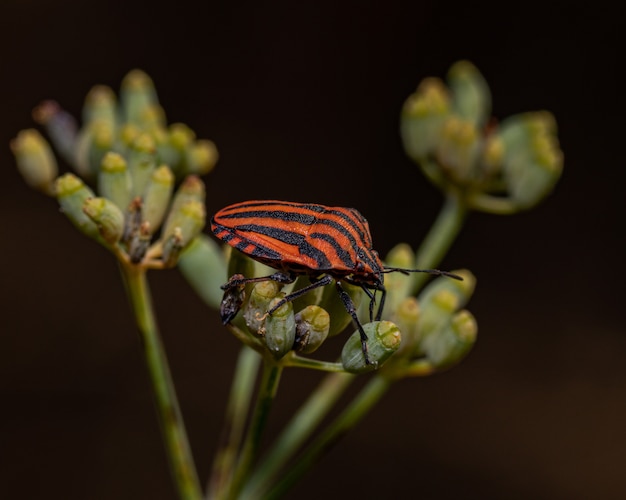 Close de um percevejo com listras em uma planta