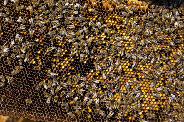 Close de um quadro com um favo de mel de cera de mel com abelhas sobre eles. Fluxo de trabalho do apiário.