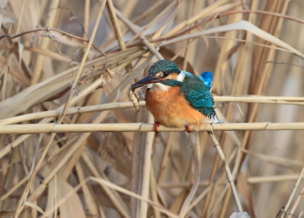 Close de um retrato de inverno de um martim-pescador comum com um peixe no bico