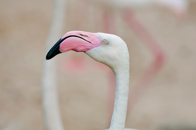 Close de um rosto de flamingo