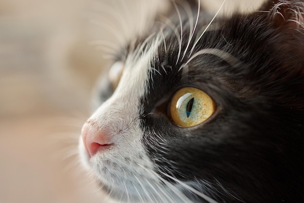 Close de um rosto de gato Retrato de uma gatinha Gato parece curioso e alerta Imagem detalhada de um rosto de gatos