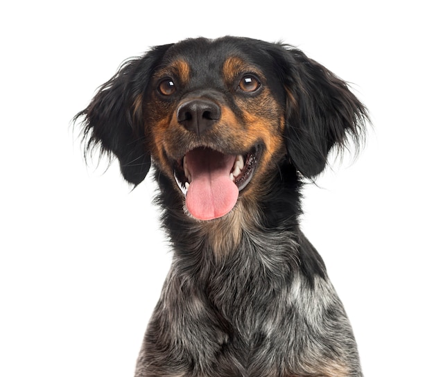 Close de um Spaniel da Bretanha em frente a uma parede branca