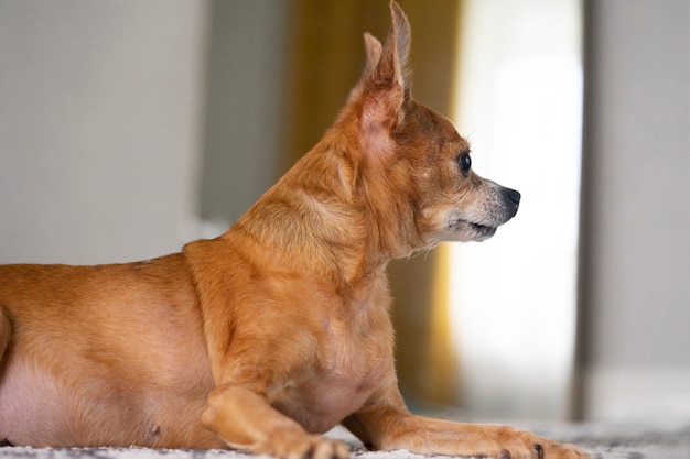 Close de um toy terrier doméstico olhando com cautela para a direita