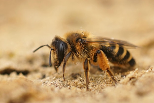 Close de uma abelha mineira fêmea de patas amarelas, Andrena flavipes, sentada no chão