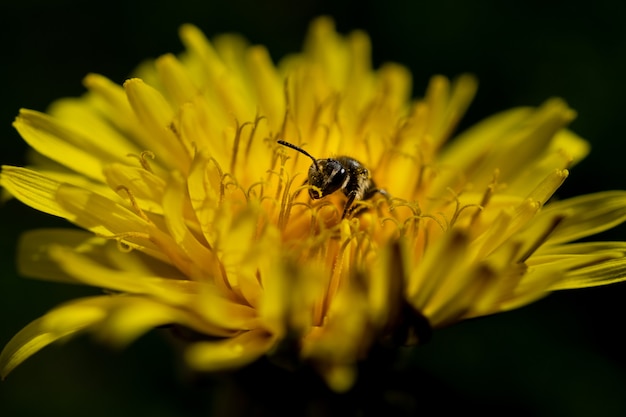 Close de uma abelha polinizando em uma flor amarela desabrochada na natureza