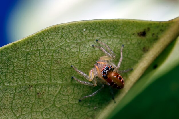 Foto close de uma aranha em uma folha