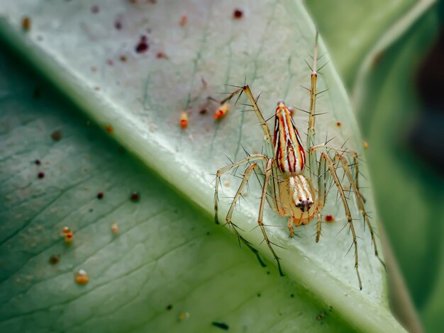 Foto close de uma aranha em uma folha