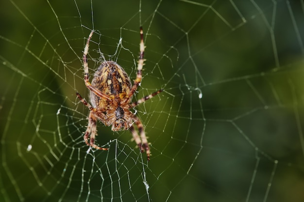 Close de uma aranha em uma teia contra fundo verde desfocado Uma aranha tecelã de oito patas Walnut orb fazendo uma teia de aranha na natureza cercada por árvores Espécime da espécie Nuctenea umbratica