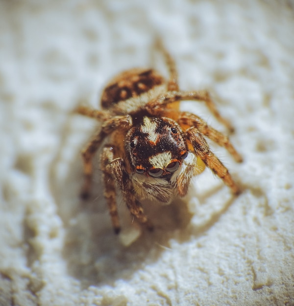 Close de uma aranha saltadora peluda no chão