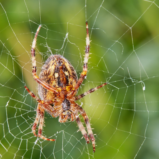 Foto close de uma aranha walnut orb weaver em uma teia contra o fundo frondoso desfocado em seu habitat natural um aracnídeo de oito patas fazendo uma teia de aranha na natureza cercada por um ecossistema de árvores verdes