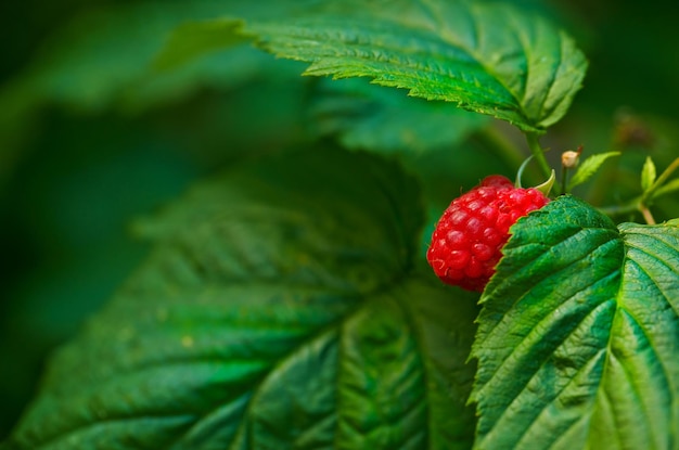 Close de uma árvore de framboesa crescendo em um jardim no verão Linda fruteira florescendo contra um fundo verde exuberante Produtos naturais brotando e amadurecendo em um campo orgânico durante a primavera