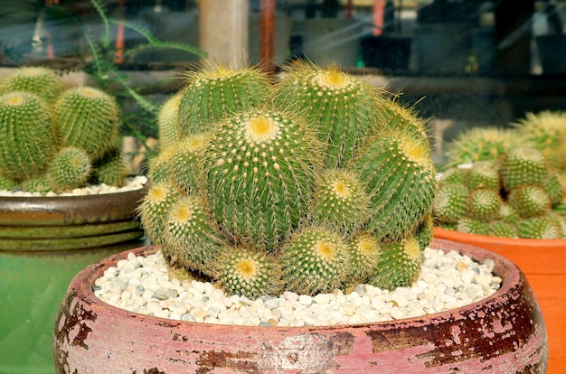 Close de uma bola de ouro em vaso ou cacto Parodia Leninghausii à luz do sol