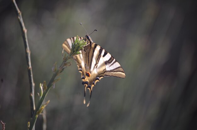 Foto close de uma borboleta voando na natureza