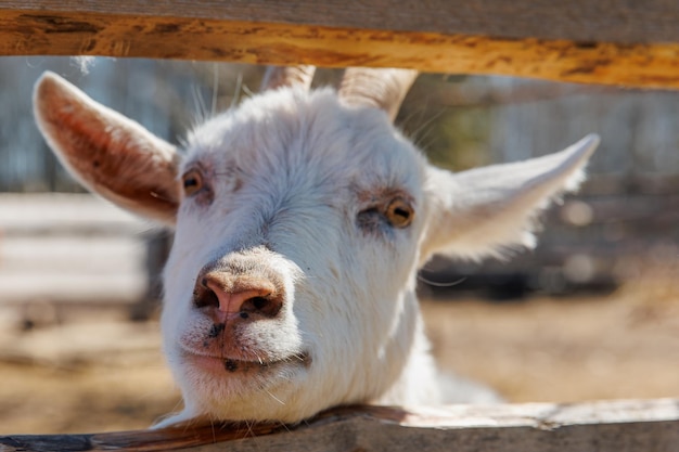 Close de uma cabra em uma ecofarm