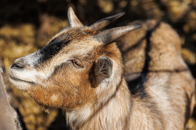 Close de uma cabra em uma ecofarm