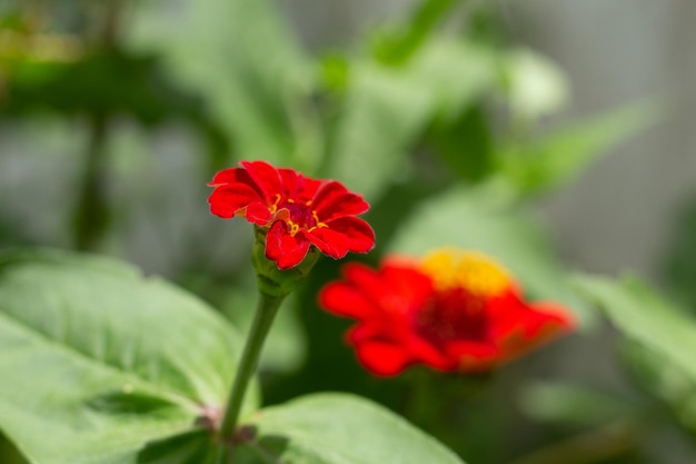 Close de uma flor com fundo desfocado