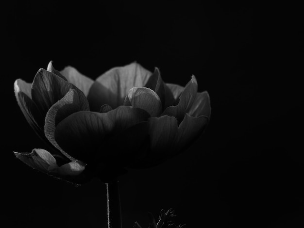 Close de uma flor contra um fundo preto