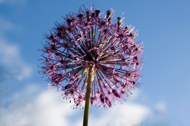 Close de uma flor de allium