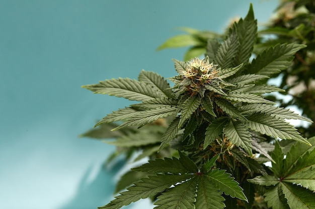 Close de uma flor de botões de maconha isolada em um fundo azul claro a cannabis pode ajudar a controlar a dor crônica, náuseas e vômitos resultantes do tratamento de quimioterapia conceito médico e de negócios