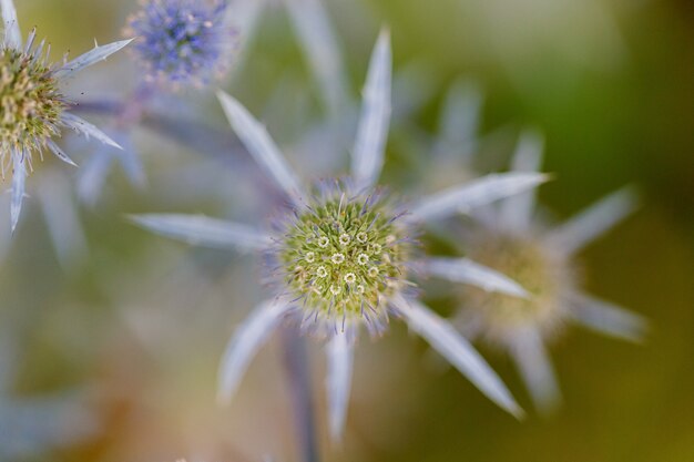 Close de uma flor de cardo azul espinhosa redonda