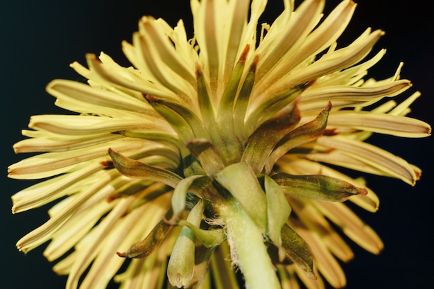 Close de uma flor de dente-de-leão amarelo