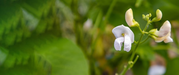 Close de uma flor de feijão branco no jardim ao ar livre banner de foco seletivo