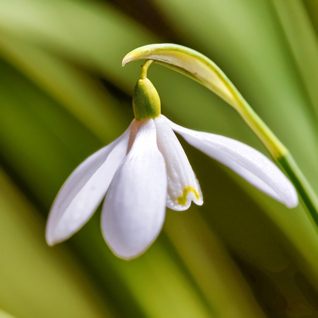 Close de uma flor de floco de neve contra o fundo verde da natureza turva Linda planta branca comum ou Galanthus Nivalis crescendo com folhas de pétalas e detalhes do caule florescendo na primavera