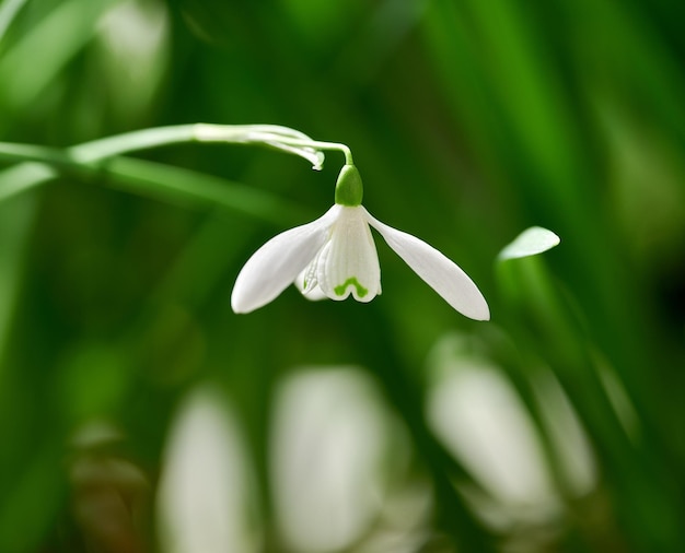 Close de uma flor de Galanthus Nivalis com um fundo de arbusto de floresta verde em um dia de primavera Belo detalhe de uma planta branca florescendo e florescendo em um jardim de quintal ou ao ar livre na natureza