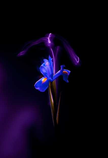 Close de uma flor de íris azul em um fundo escuro