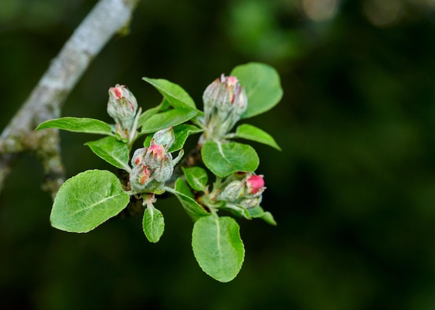 Close de uma flor de maçã crescendo em uma árvore em um jardim de quintal no verão Frutas crescendo em galhos de uma árvore em um ambiente natural na primavera Maçãs começando a crescer em um pomar em um quintal