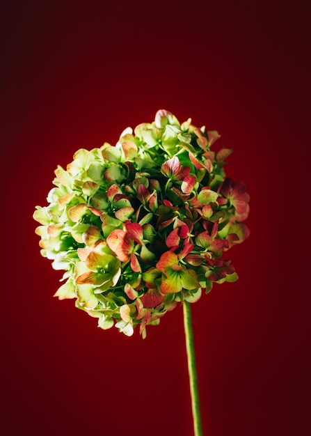 Foto close de uma flor em um fundo vermelho