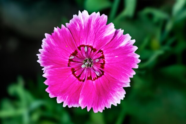 Close de uma flor rosa em uma planta