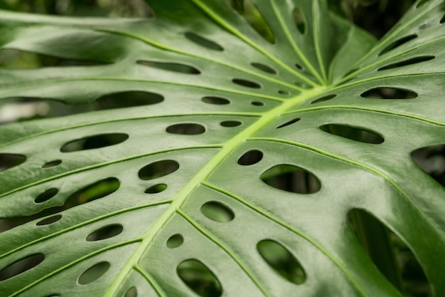 Close de uma folha de uma planta tropical monstera